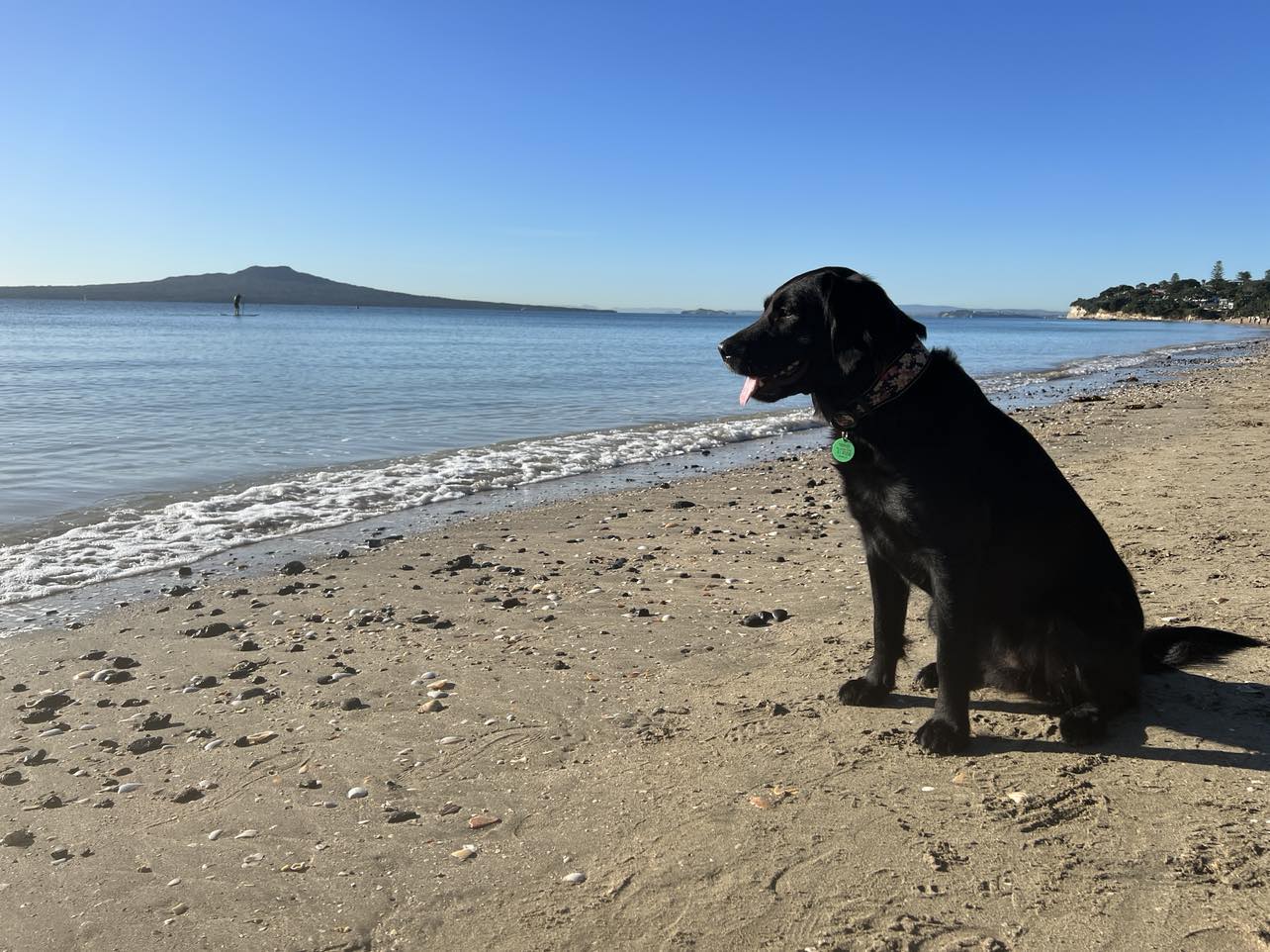Takapuna’s great dog walking places I Love Takapuna